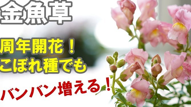 花呗套现：坑你没商量！