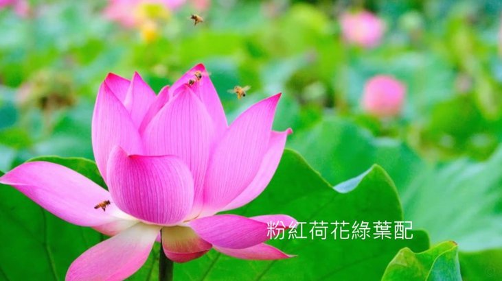 花呗兑现什么意思