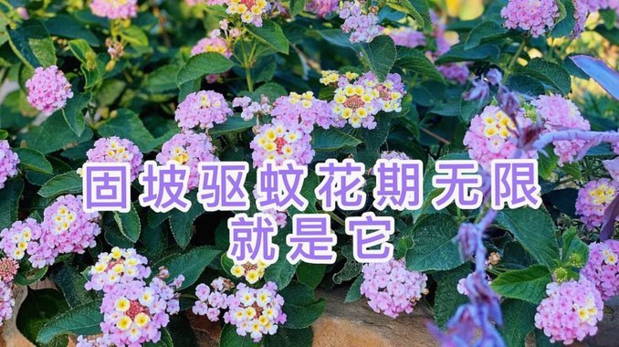 花呗提前还款在哪里
