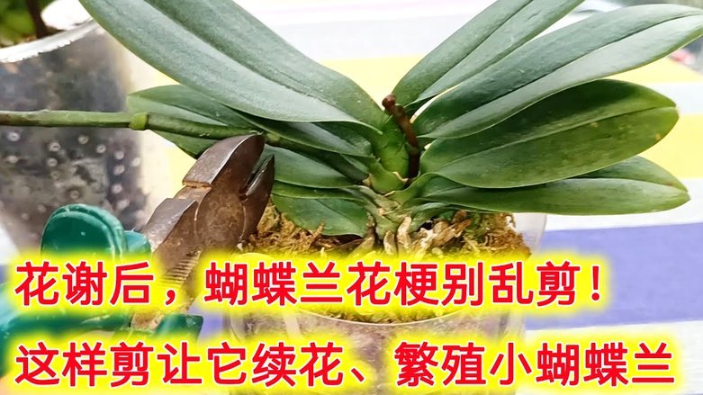 花呗套现：风险与应对之道