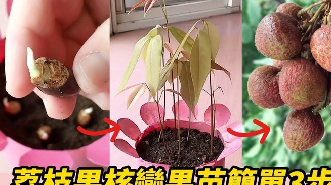 便荔卡提现：稳不稳？