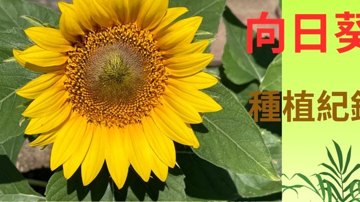 花呗风控：套现技巧失效了吗？