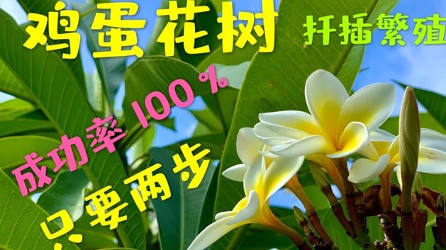 花呗资金利用，灵活变现之道