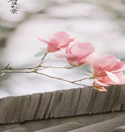 花呗调整中，继续运营，优化与风险控制
