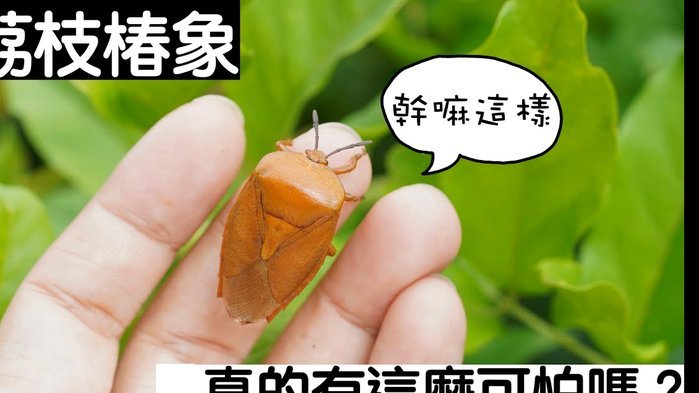 便荔卡提现中能到账吗