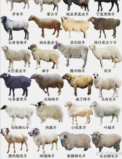羊小咩分期：便捷与风险并存