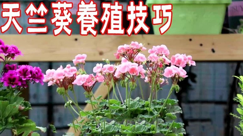 花呗兑现商家能用吗