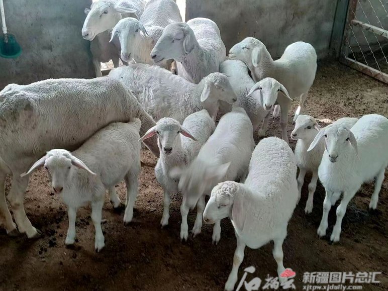 银行卡怎么换？羊小咩教你轻松搞定