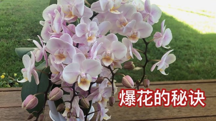 携程“拿去花”2000为何用不了