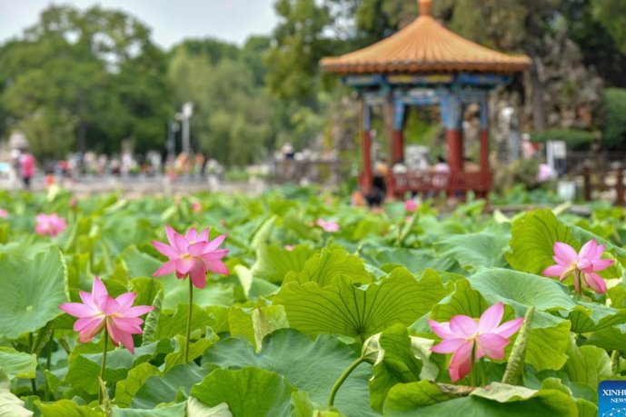 花呗为何突然无法使用了？解析原因与应对方法