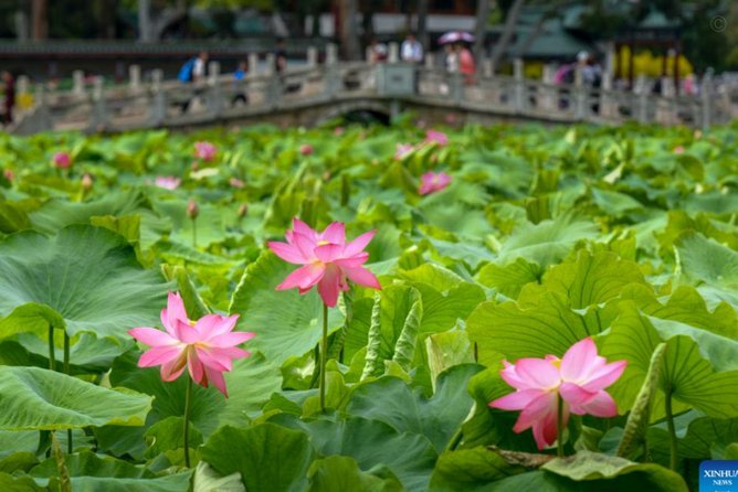 最近花呗为什么用不了了