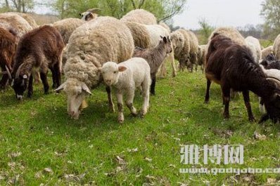羊小咩套现：合同签了吗？风险大！