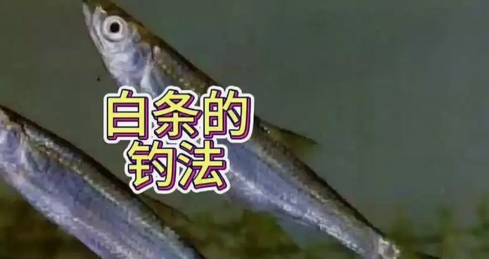 白条信用变现机制