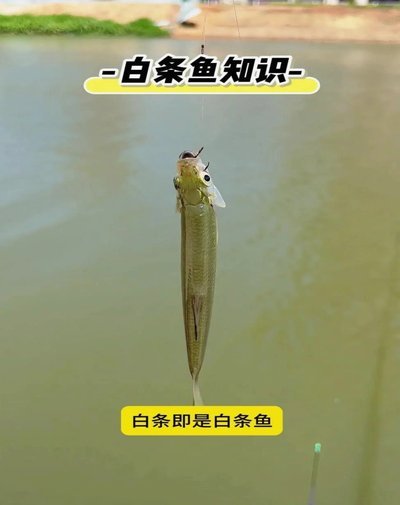 白条变现