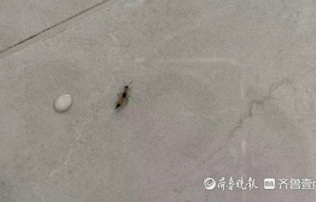 济南飞虫：硫酸隐翅虫多发原因及防范